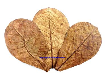 Seemandelbaumblätter/ Rinde