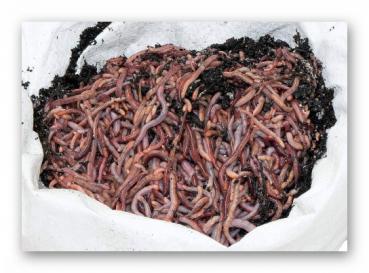 Riesen Rotwürmer (Dendrobena) 0,5 kg mini mix (Versandkostenfrei innerhalb Deutschland)
