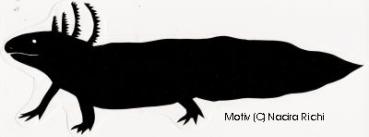 Aufkleber schwarz Axolotl Seitenansicht 10cm