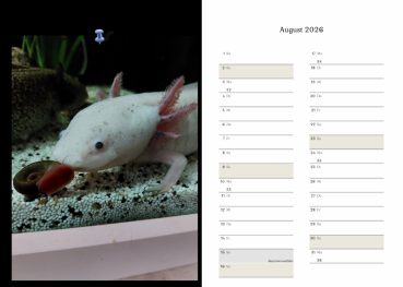 Axolotlkalender  AOF 2026