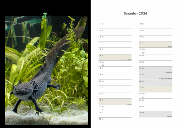 Axolotlkalender  AOF 2026