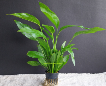 Echinodorus argentiniensis, im Topf