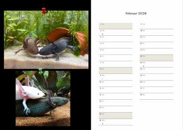 Axolotlkalender  AOF 2026