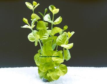 Gelbes Pfennigkraut (Lysimachia nummularia 'Aurea') im Bund