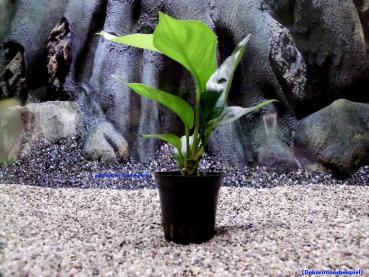 Verschiedenblättriges Speerblatt (Anubias heterophylla)