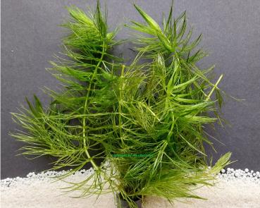 Hornkraut (Ceratophyllum demersum), im Bund