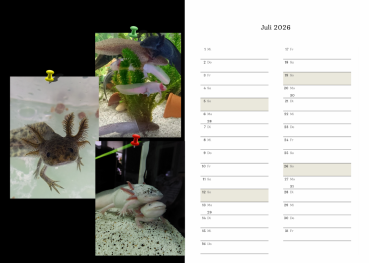 Axolotlkalender  AOF 2026