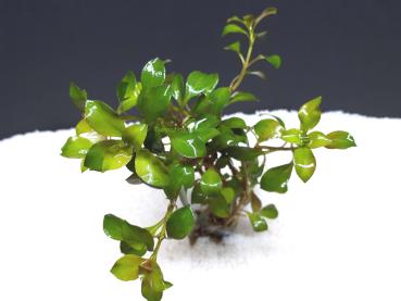 Ludwigie (Ludwigia diamond red)