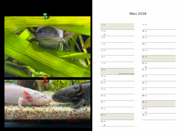 Axolotlkalender  AOF 2026