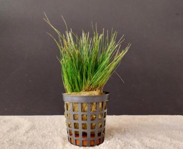 Nadelsimse (Eleocharis accicularis)