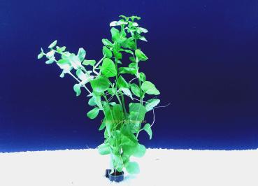 Grünes Pfennigkraut (Lysimachia nummularia)