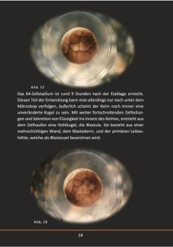 Ein Axolotl entsteht (Taschenbuch 2019)