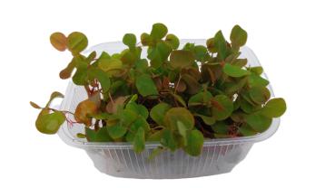 Schwimmpflanze Wolfsmilch Phyllantus fluitans, Portion