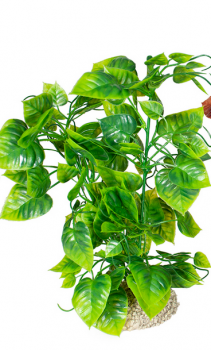 Kunststoffpflanze Anubias nana, grün