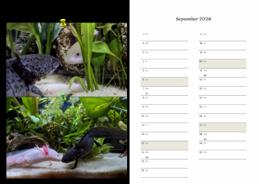 Axolotlkalender  AOF 2026