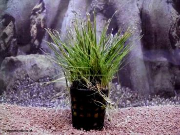 Nadelsimse (Eleocharis accicularis)