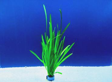 Vallisnerie (Vallisneria spiralis )