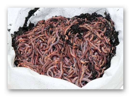 Regenwürmer 1 kg große Futterwürmer Dendrobena, Angelwürmer ca. 630 Stück