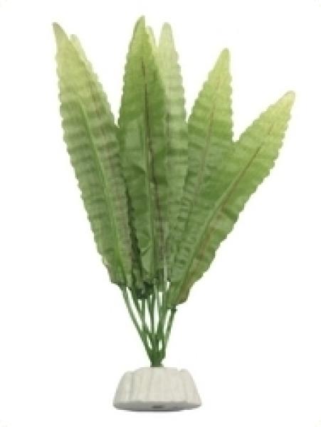 Seidenpflanze "Hydrocotyle sp." ca. 10 cm