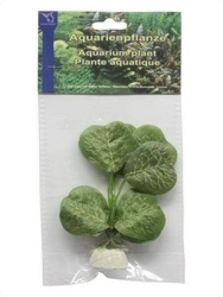 Seidenpflanze "Hydrocotyle leucocephala sp." ca. 10 cm