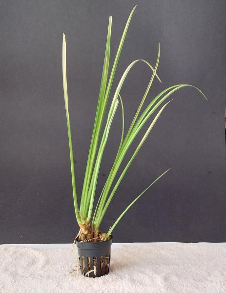 Grüner Kalmus (Acorus gramineus var. variegatus ) im Topf