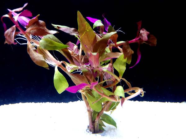 Rotes Papageienblatt, schmal (Alternanthera lilacina), im Topf