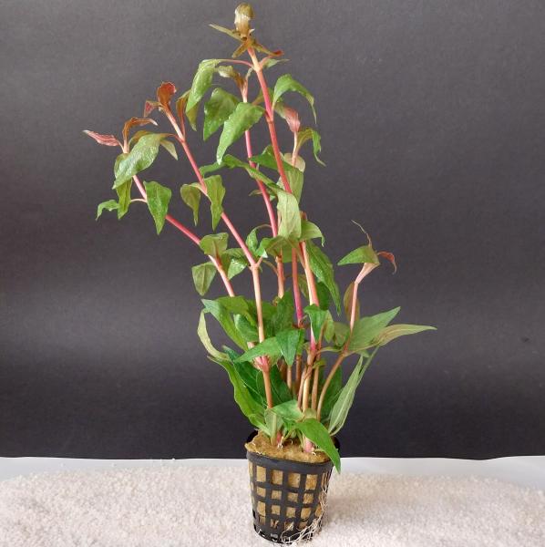 Alternanthera (reineckii) im Topf -
