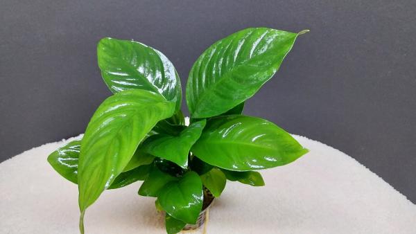 Anubias barteri
