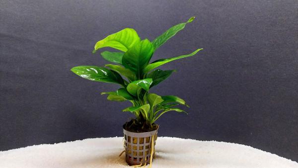 Anubias heterophylla, im Topf