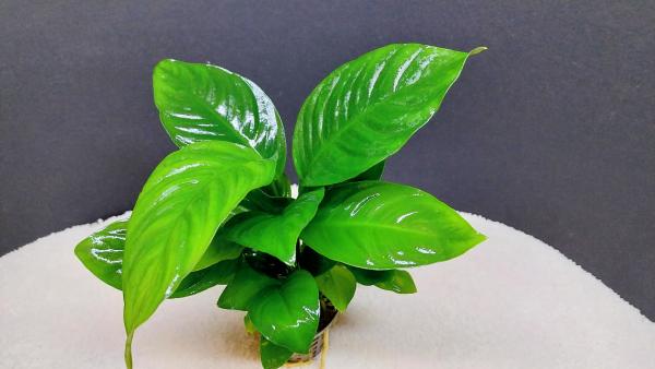 Anubias heterophylla