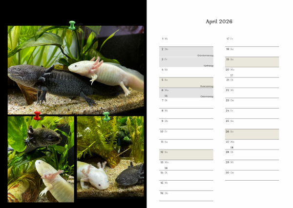 Axolotlkalender  AOF 2026