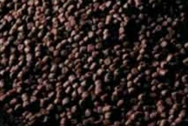 Nachfüllpack Axolotlpellets AXOBALANCE, 3mm, 85 g / (125ml), für juvenile Axolotl