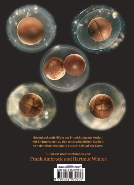 Ein Axolotl entsteht (Taschenbuch 2019)
