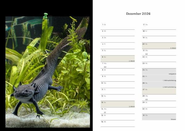 Axolotlkalender  AOF 2026