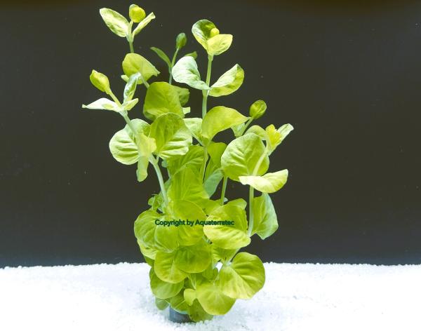 Gelbes Pfennigkraut (Lysimachia nummularia 'Aurea') im Bund
