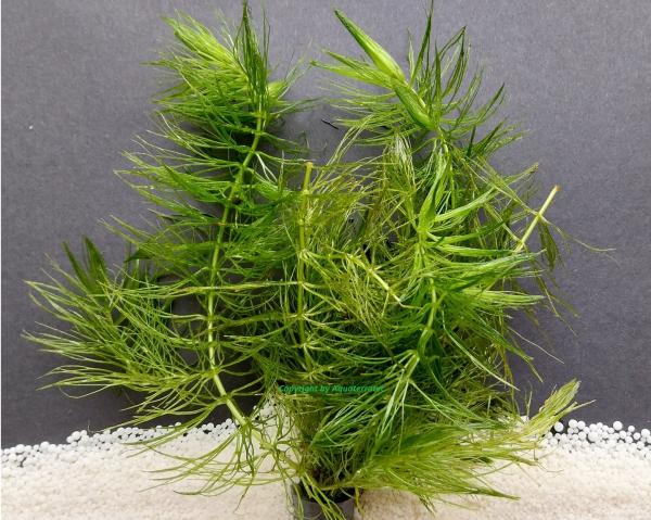 Hornkraut (Ceratophyllum demersum), im Bund