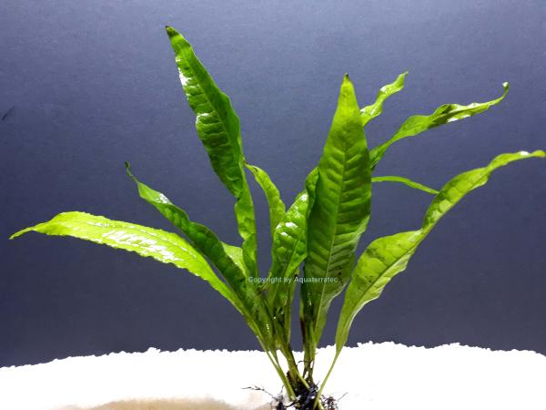 Javafarn (Microsorum pteropus) im Bund