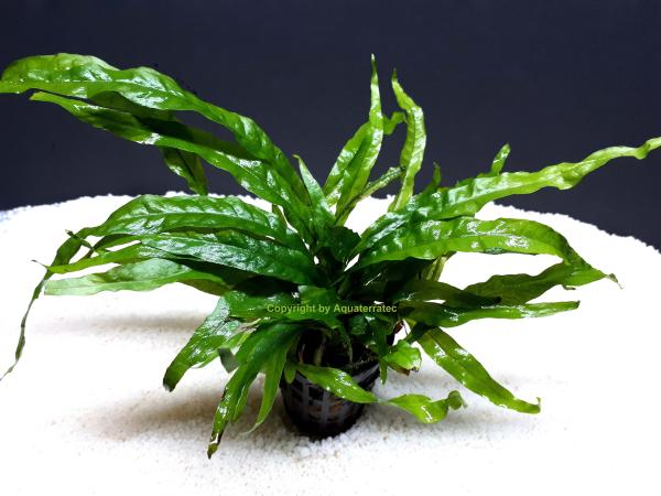 Javafarn (Microsorum pteropus) im Topf