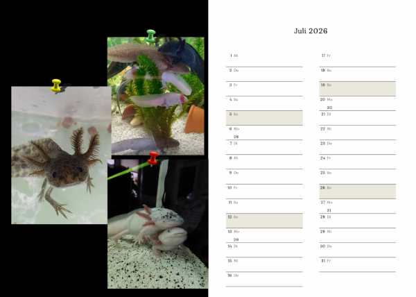 Axolotlkalender  AOF 2026