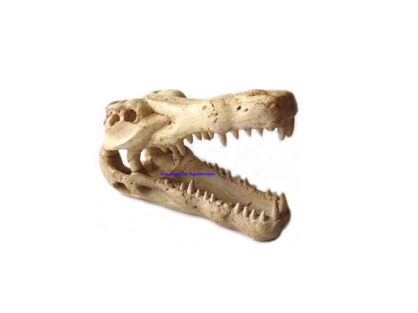 Krokodilschädel Polyrin groß