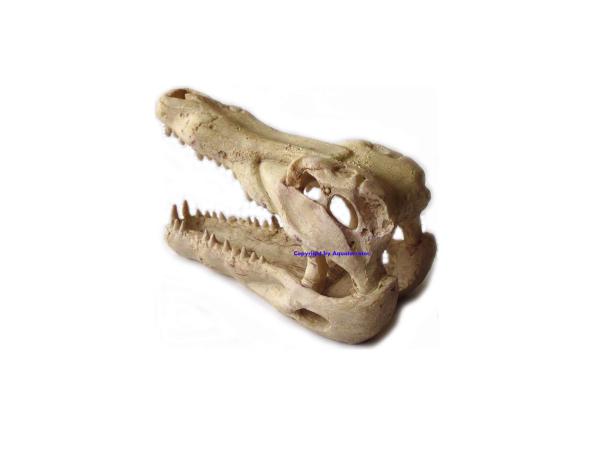 Krokodilschädel Polyrin groß