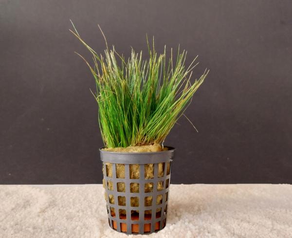 Nadelsimse (Eleocharis accicularis)