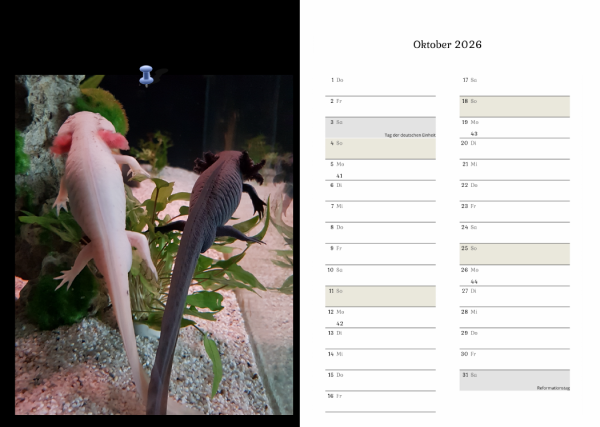Axolotlkalender  AOF 2026