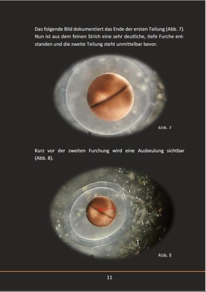 Ein Axolotl entsteht (Taschenbuch 2019)