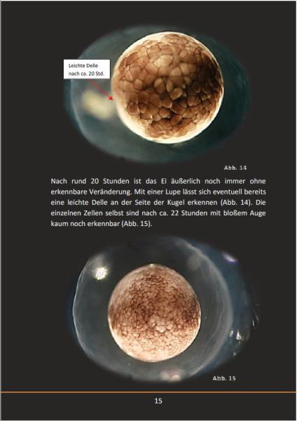 Ein Axolotl entsteht (Taschenbuch 2019)