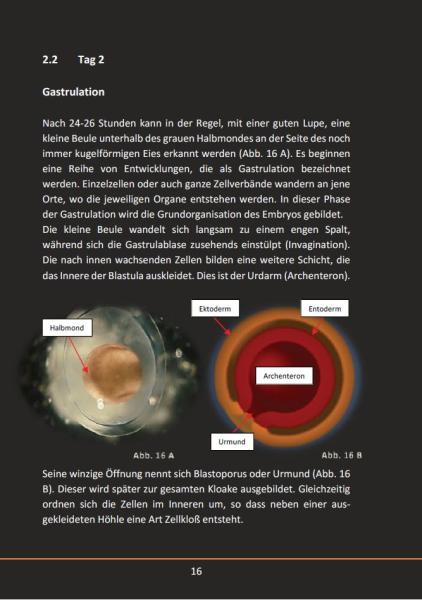 Ein Axolotl entsteht (Taschenbuch 2019)