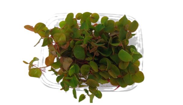 Schwimmpflanze Wolfsmilch Phyllantus fluitans, Portion