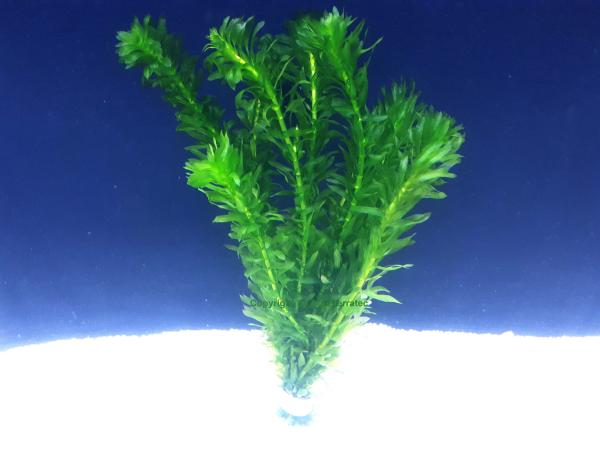 Wasserpest (Egeria densa)