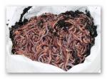 Riesen Rotwürmer (Dendrobena) 1 kg Wurm-Mix (Versandkostenfrei innerhalb Deutschland)