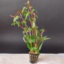 Alternanthera (reineckii) im Topf -
